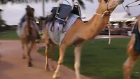 Kamelen in Broome van strand (werk) naar huis