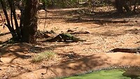 Krokodillenfarm Broome
