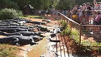 Krokodillenfarm 2