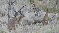 Kangaroe's bij de campground in Millstream NP - nr 1
