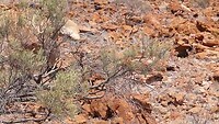Kangaroe's in Kennedy Range NP