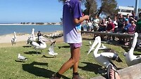 Pelikanen voeren in Kalbarri
