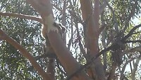 Koala in Yanchep NP