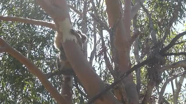 Koala in Yanchep NP