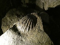 Fossiel van een schelp.