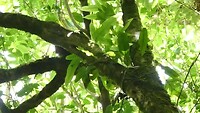 Kaka's in Zealandia