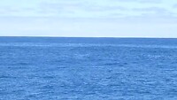 Long-finned pilot whale
