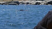 Fur seals tijdens kajaktocht
