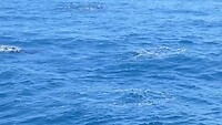 Long-finned pilot whale 2