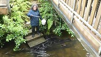 Voeren van de eels (= palingachtigen) in Pukaha Wild Life Centre
