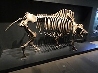 Ook skeletten van uitgestorven dieren in het Ruhrmuseum.
