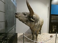 Museum rotstekeningen en ander moois.