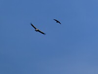 Witkoparenden (?) in de lucht.