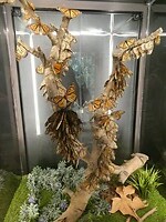 Monarchvlinders die hangen met heel veel tegelijk in een boom.
