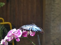 P1006593