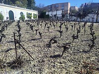 De specifieke (witte) grond waarop de sherry druiven groeien.