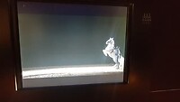Springende paarden op beeld in museum