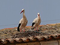 P1007313