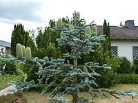 P1007967