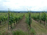 Heel veel wijngaarden in de buurt van Rüdesheim am Rhein