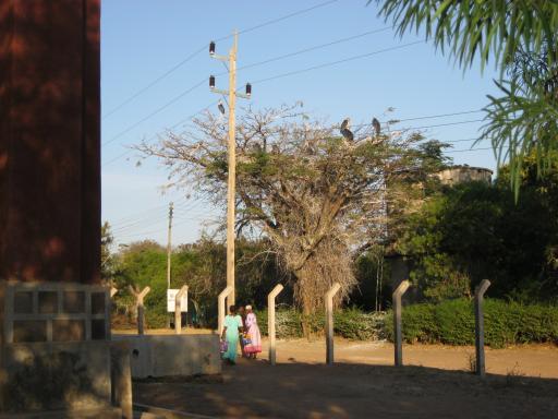 Maraboe's