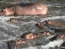Hippo's