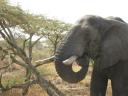 Olifant in actie
