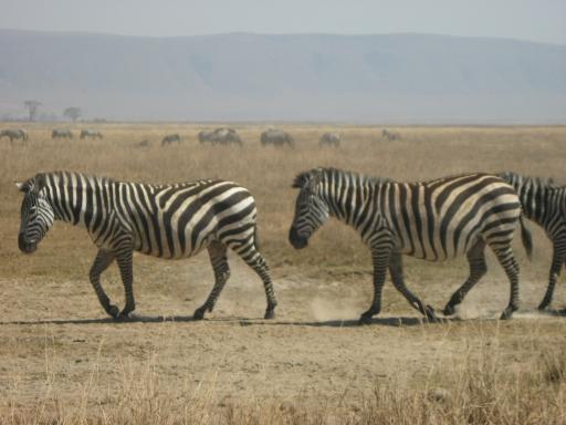 Stripes