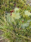 Flora op eiland Beagle kanaal