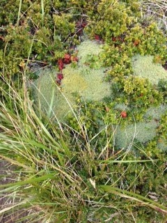 Flora op eiland Beagle kanaal