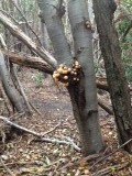 Bolete