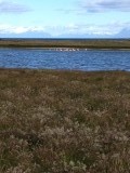 Flamingo's