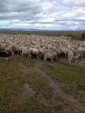 Schapen bijeen drijven