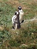 Pinguins