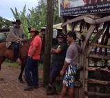 Gauco op Rapa Nui