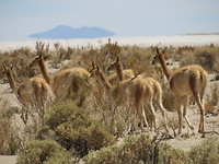 Lama's