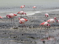 Flamingo's!