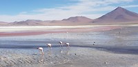 Laguna Colorada