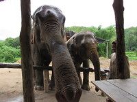 Olifanten Sanctuary in Chiang Mai