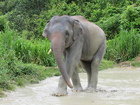 In Chiang Mai