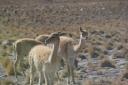 Vicuna's