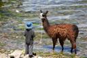 Lama