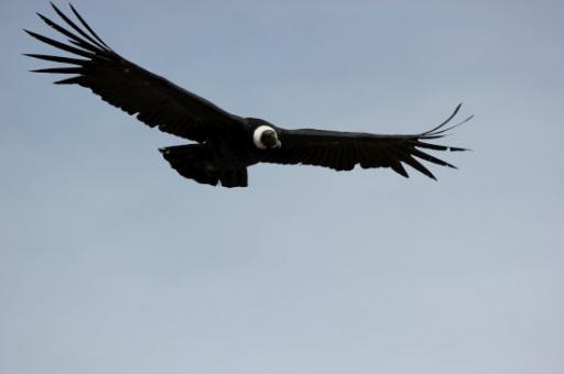Condor