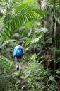 Jungle hike