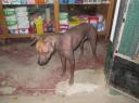 Peruvian hairless dog