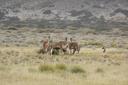 Guanaco's op ruta 40