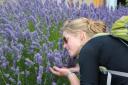 Hmm, lavendel!