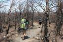 Verbrand bos