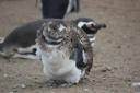Gekke pinguin..