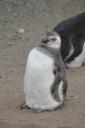 Baby (grijze) pinguin